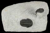 Two Detailed Gerastos Trilobite Fossils - Morocco #119012-1